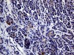 IL24 Antibody in Immunohistochemistry (Paraffin) (IHC (P))