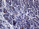 IL24 Antibody in Immunohistochemistry (Paraffin) (IHC (P))