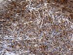 IL34 Antibody in Immunohistochemistry (Paraffin) (IHC (P))