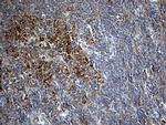 IL34 Antibody in Immunohistochemistry (Paraffin) (IHC (P))