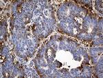 IL34 Antibody in Immunohistochemistry (Paraffin) (IHC (P))