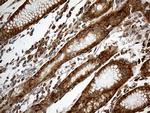 IL34 Antibody in Immunohistochemistry (Paraffin) (IHC (P))