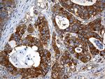 IL34 Antibody in Immunohistochemistry (Paraffin) (IHC (P))