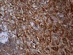 IL34 Antibody in Immunohistochemistry (Paraffin) (IHC (P))