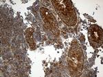 IL34 Antibody in Immunohistochemistry (Paraffin) (IHC (P))