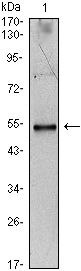 IL-34 Antibody in Western Blot (WB)