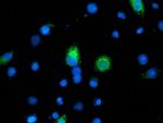 ILVBL Antibody in Immunocytochemistry (ICC/IF)