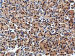 ILVBL Antibody in Immunohistochemistry (Paraffin) (IHC (P))