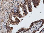 ILVBL Antibody in Immunohistochemistry (Paraffin) (IHC (P))