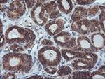 ILVBL Antibody in Immunohistochemistry (Paraffin) (IHC (P))