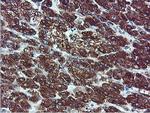 ILVBL Antibody in Immunohistochemistry (Paraffin) (IHC (P))