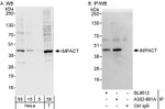 IMPACT Antibody in Western Blot (WB)