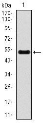 INCENP Antibody in Western Blot (WB)