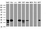 ING2 Antibody in Western Blot (WB)