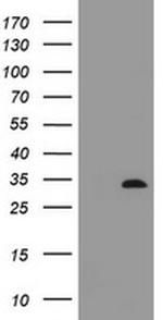 ING2 Antibody in Western Blot (WB)