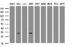 ING2 Antibody in Western Blot (WB)