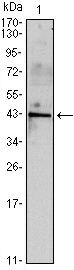 INHA Antibody in Western Blot (WB)