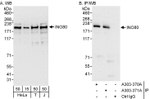 INO80 Antibody in Western Blot (WB)