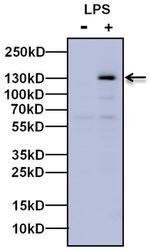 iNOS Antibody in Western Blot (WB)