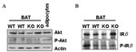 Phospho-INSR (Tyr972) Antibody in Western Blot (WB)