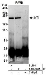 INT1 Antibody in Western Blot (WB)