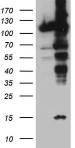 IPO5 Antibody in Western Blot (WB)