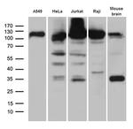 IPO5 Antibody in Western Blot (WB)