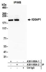 IQGAP1 Antibody in Western Blot (WB)