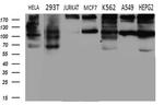 IQGAP1 Antibody in Western Blot (WB)