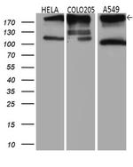 IQGAP1 Antibody in Western Blot (WB)