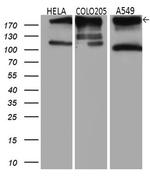 IQGAP1 Antibody in Western Blot (WB)