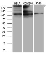 IQGAP1 Antibody in Western Blot (WB)