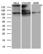 IQGAP1 Antibody in Western Blot (WB)