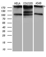 IQGAP1 Antibody in Western Blot (WB)