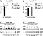 IRAK4 Antibody in Western Blot (WB)