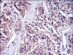 IRAK4 Antibody in Immunohistochemistry (Paraffin) (IHC (P))