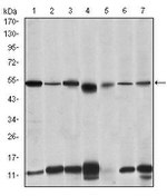 IRAK4 Antibody in Western Blot (WB)