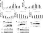 Phospho-IRE1 alpha (Ser724) Antibody in Western Blot (WB)