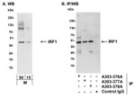 IRF1 Antibody in Western Blot (WB)