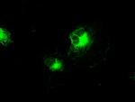 IRF3 Antibody in Immunocytochemistry (ICC/IF)