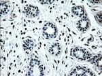 IRF3 Antibody in Immunohistochemistry (Paraffin) (IHC (P))