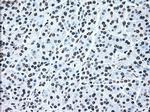 IRF3 Antibody in Immunohistochemistry (Paraffin) (IHC (P))