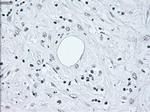 IRF3 Antibody in Immunohistochemistry (Paraffin) (IHC (P))