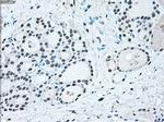 IRF3 Antibody in Immunohistochemistry (Paraffin) (IHC (P))