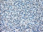 IRF3 Antibody in Immunohistochemistry (Paraffin) (IHC (P))