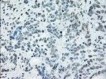 IRF3 Antibody in Immunohistochemistry (Paraffin) (IHC (P))