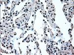 IRF3 Antibody in Immunohistochemistry (Paraffin) (IHC (P))