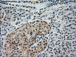 IRF3 Antibody in Immunohistochemistry (Paraffin) (IHC (P))