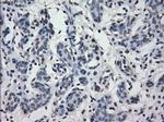 IRF3 Antibody in Immunohistochemistry (Paraffin) (IHC (P))