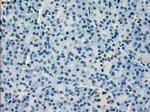 IRF3 Antibody in Immunohistochemistry (Paraffin) (IHC (P))